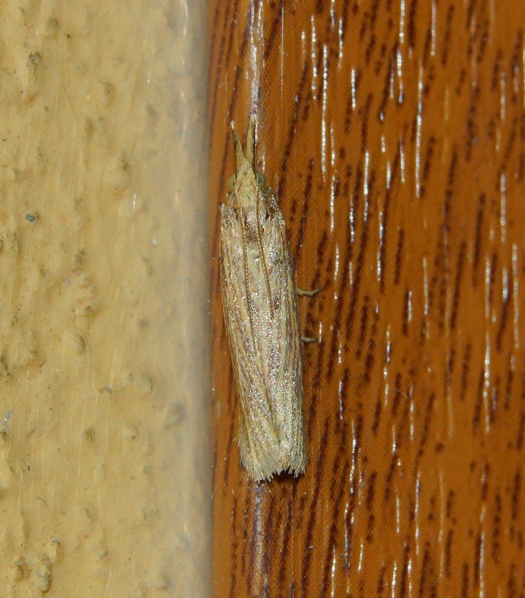 Pyralidae ?  S, Ematheudes punctellus